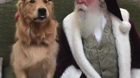 Reindog Sitting with Santa