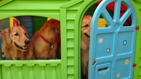 Playhouse Full of Pups