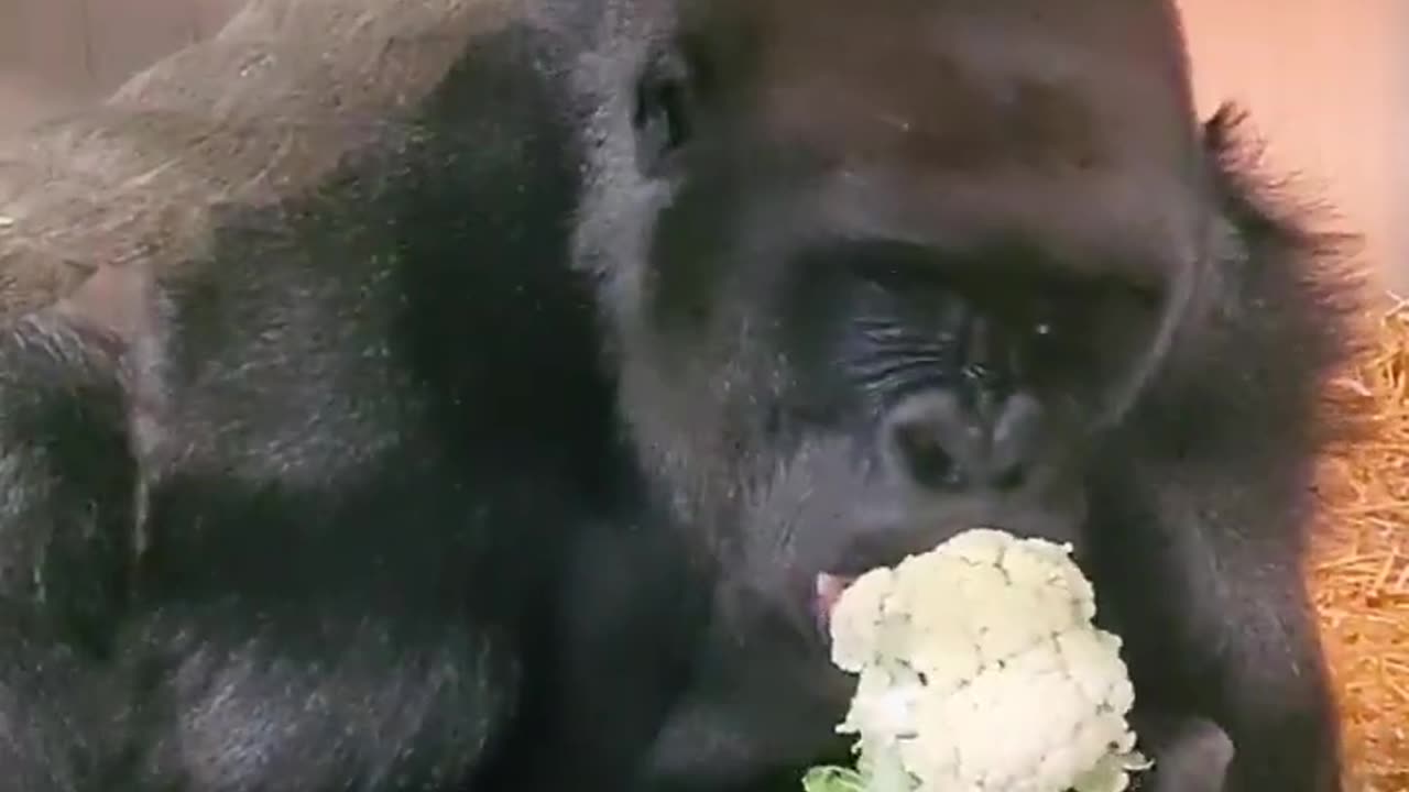 Getting comfy for dinner! #gorilla #asmr #mukbang #eating