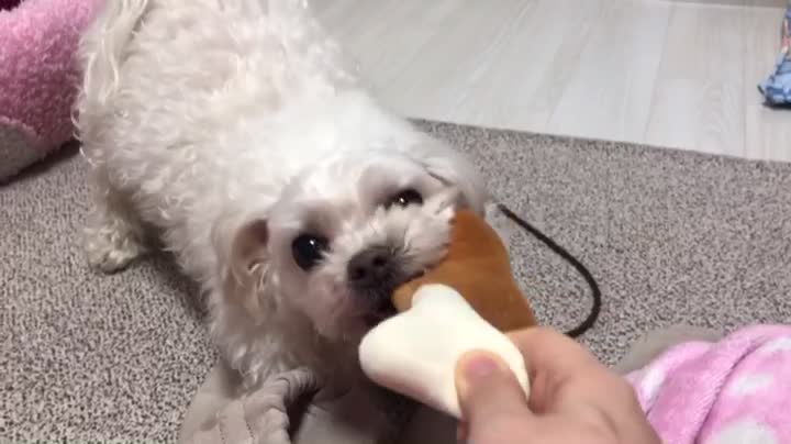 Puppy eating chicken