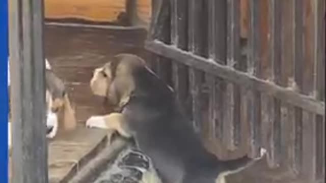 Puppy struggles to climb step