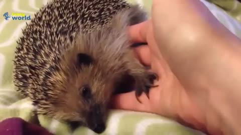 Funny and Cute Hedgehog Compilation