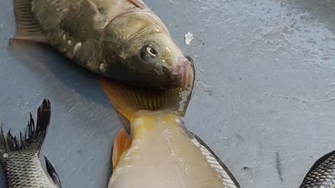 Carfu Carp Fish Nice Video#shorts