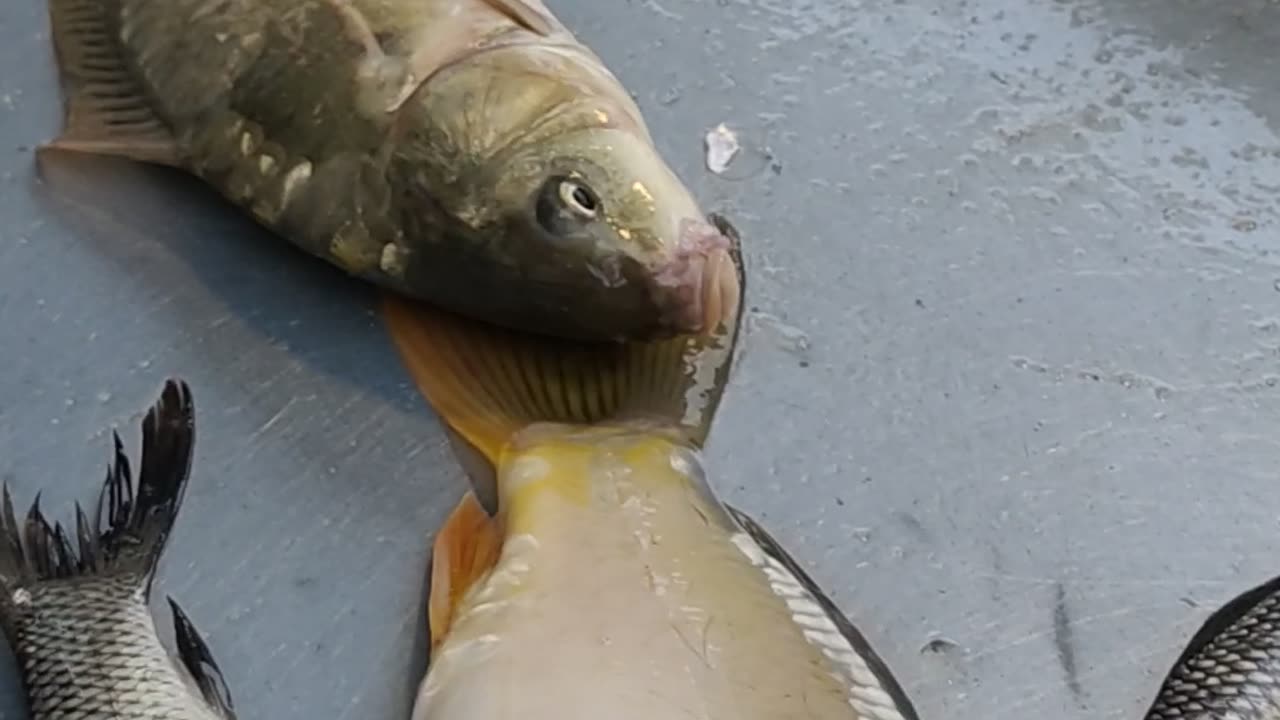 Carfu Carp Fish Nice Video#shorts