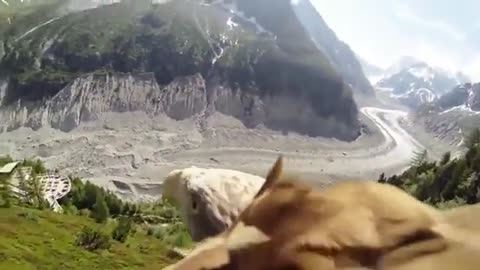 An eagle with a camera attached to it in the Alps Closeupview