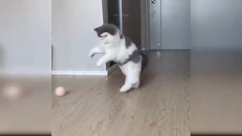 Cat play a ball 🏀 😅 with great style 🤣🤣😂😂🔥🔥