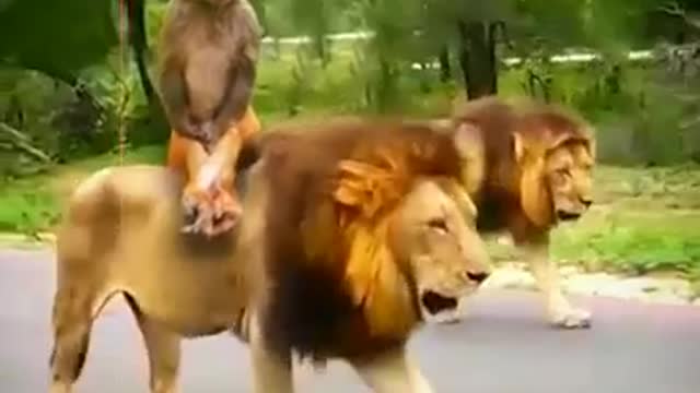 Monkey ride lion 🦁