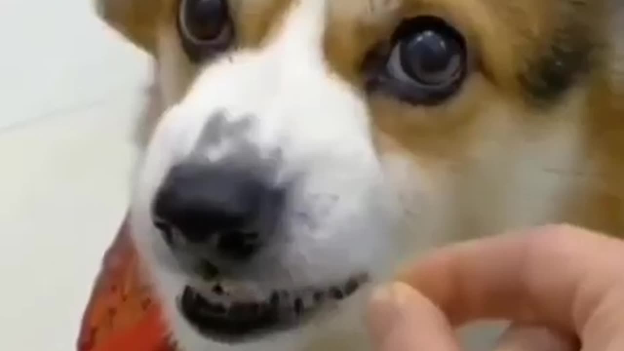 Animals funny movements