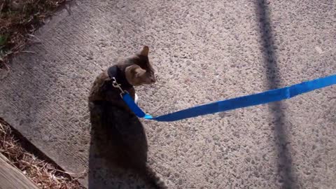 How to train your cat to walk on a leash