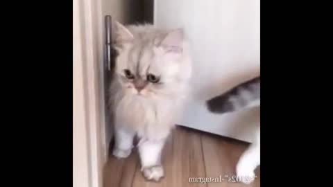 soft and boneless