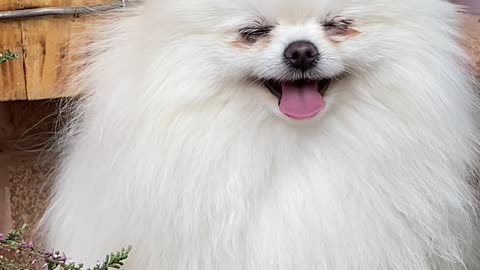 Cutest Dog 🐕