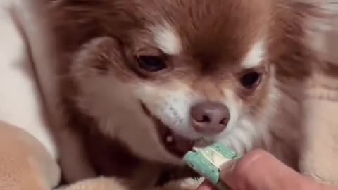 New trendy viral shorts animals prank videos
