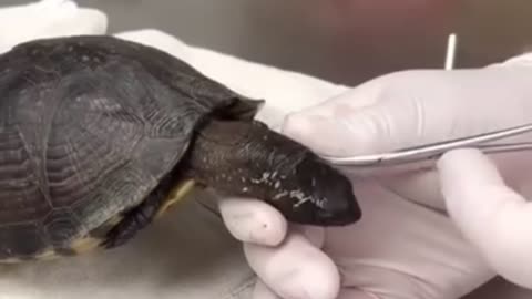 Reacts to terrapere carólina has myiasis on cervical area