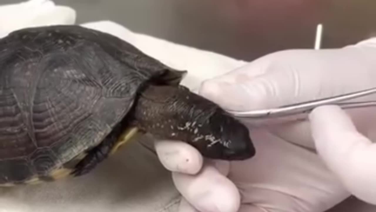 Reacts to terrapere carólina has myiasis on cervical area