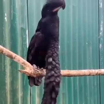 Ecuadorian umbrella birds have bags not under their eyes, but under their throats.