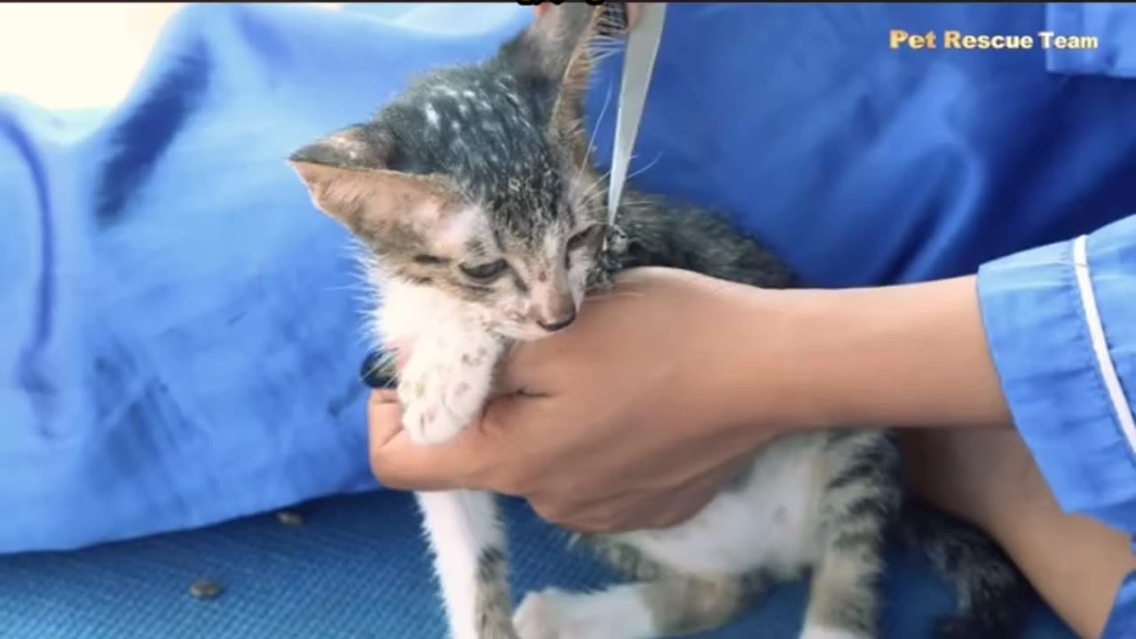 Rescued a beautiful cat | please help animals