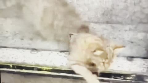 Cats are Liquid Proof 4
