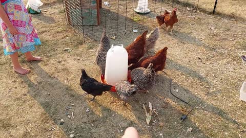 Integrating Younger Chickens with the Old Flock