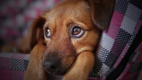 cachorros diversos