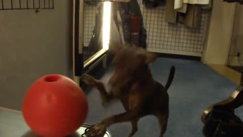 Funny Dog dancing with the big issue