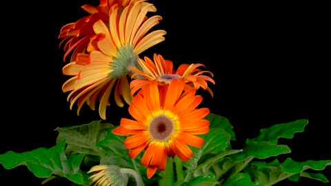 Gerbera orange flower opens