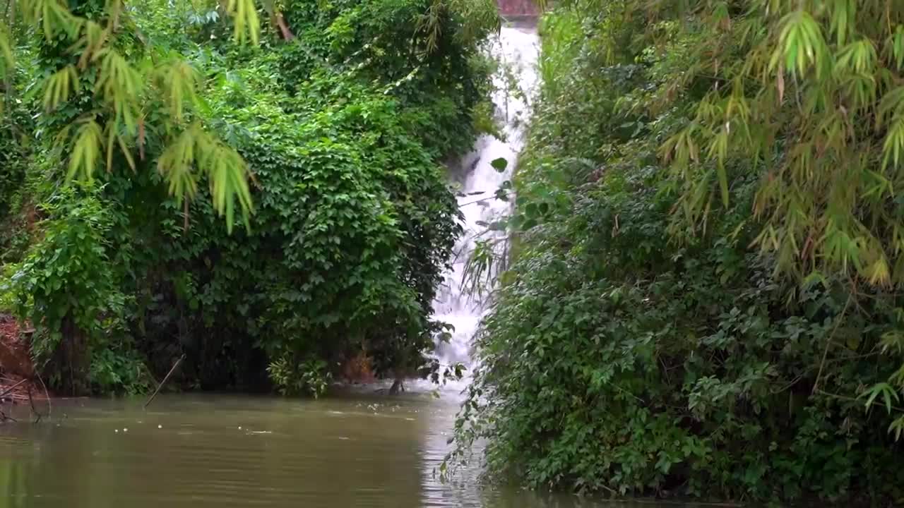 Healing music in the forest to clear your head ️🎶 music to relax your mind, healing music