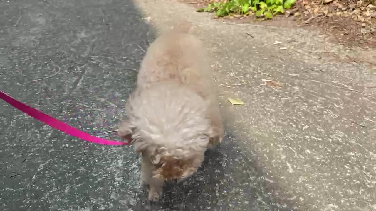 Walking dog