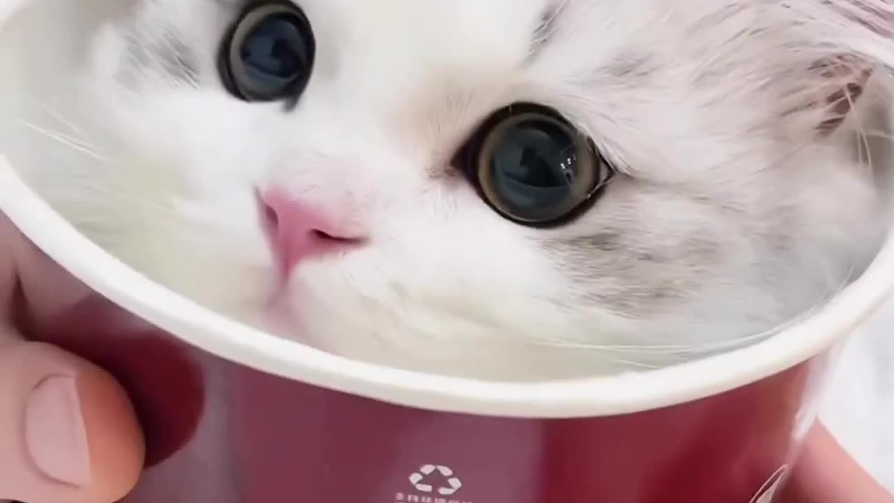 Such a cute kitten must be eaten in one bite!!