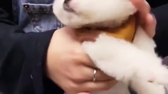 Cool Puppy Gets Anger After a Long Irritation by Owner!!