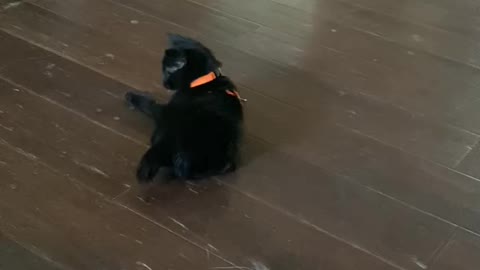 Spunky black kitten wears harness for the first time