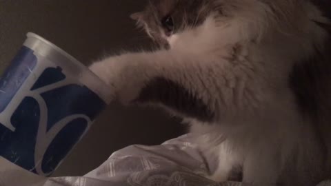 Cat drinks out of cup