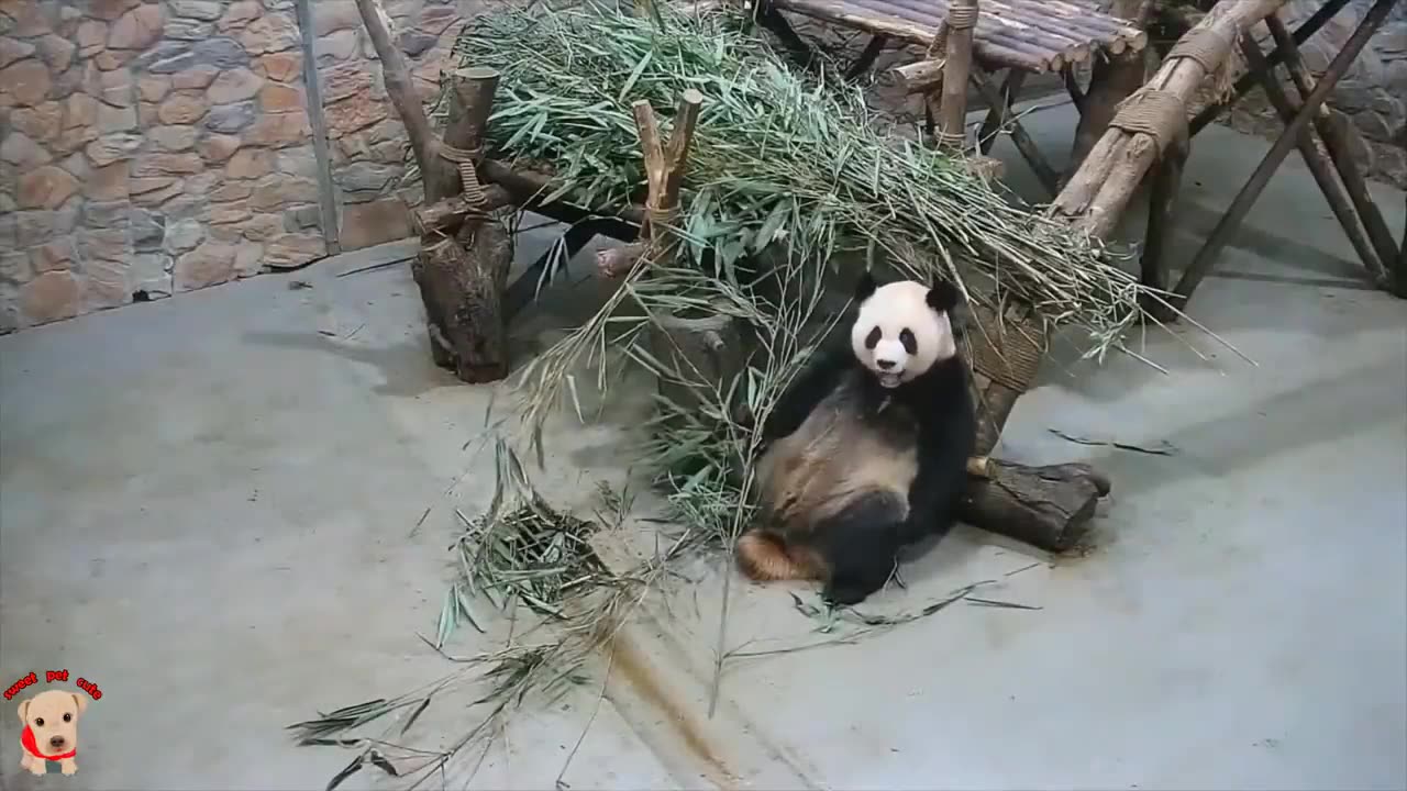 cute panda videos 😂