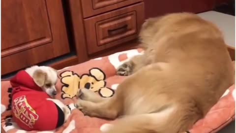 Rare video of dog laughinh