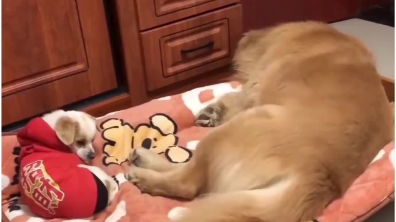 Rare video of dog laughinh