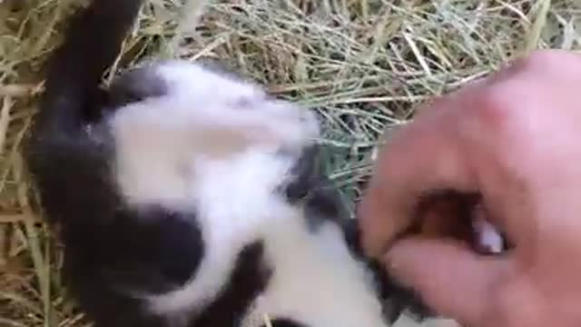 grandfather is playing with cute little kitten