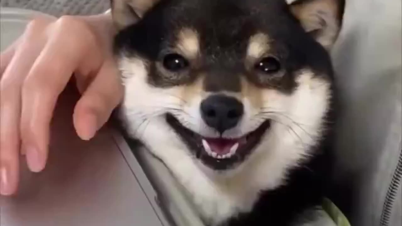 Hey hooman, smile..!!