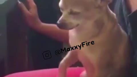 Dog been massaged