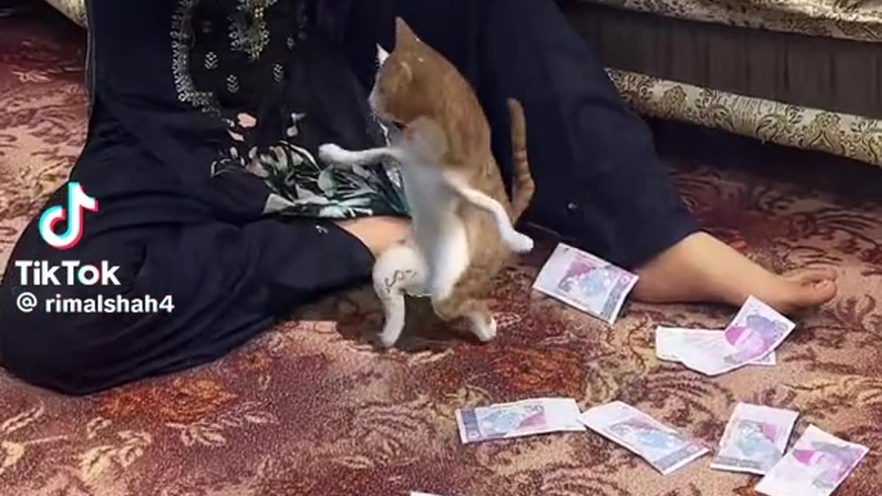 Cat dance enjoy