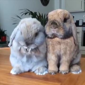 Chubby bunny