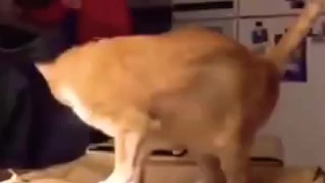 very funny animals 🐈 😅🙈 | new funny shorts| funny videos