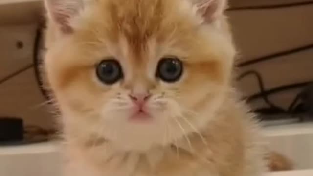 Cute Cat loving face showing