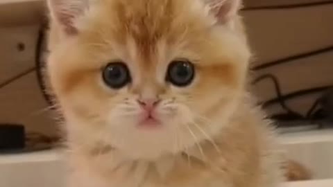 Cute Cat loving face showing