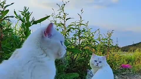 kitten jumping
