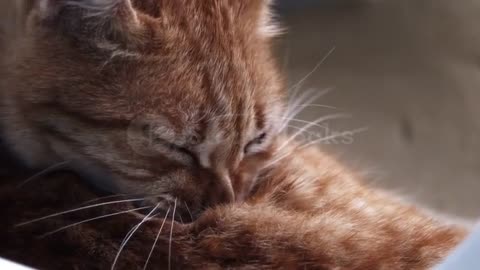 Cute cat video