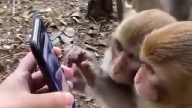 Monkey watching Mobile