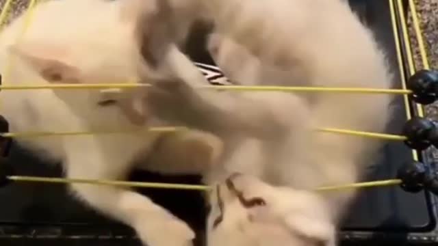 Funny cats playing WWF 🤣😺