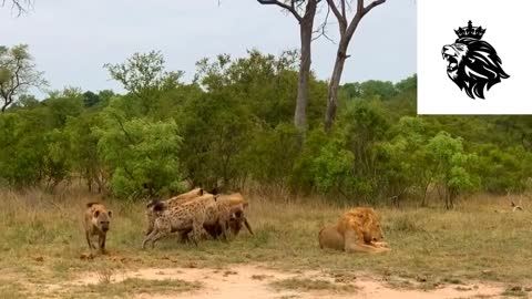 King Of The Jungle