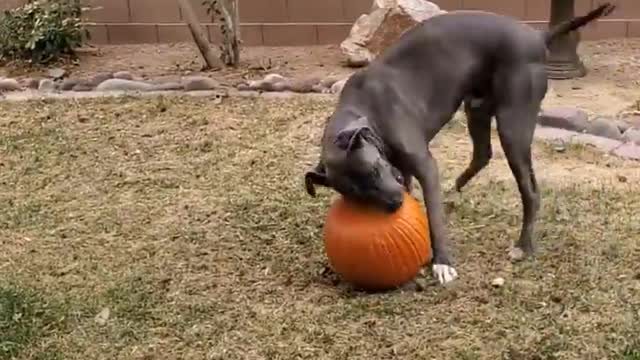 GERMAN DOG HAVING FUN WITH A GIANT PUMPKIN