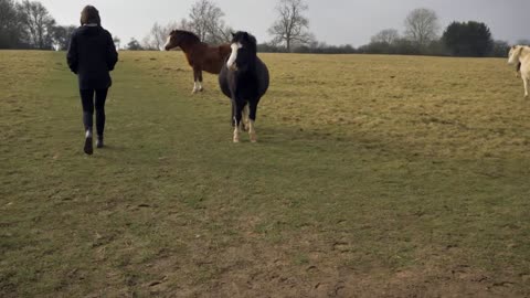 Sliding Shot of Young Woman Walking Past Small Herd of Horses
