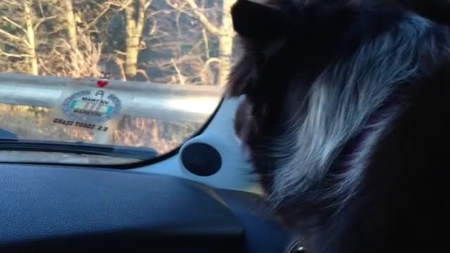 Dog Performs Classic Rock Jam